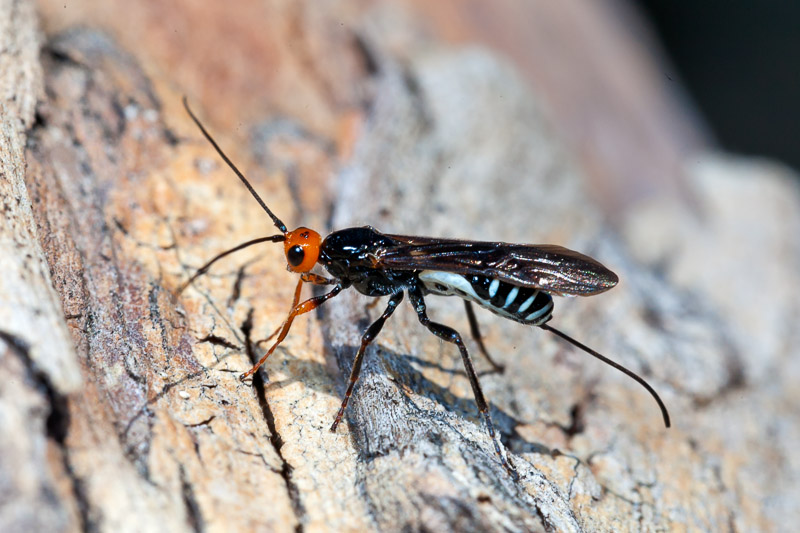 Braconidae – Callibracon sp | UNDERWATER & NATURE PHOTOGRAPHS