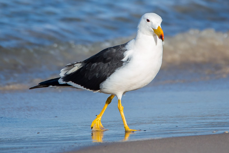 Pacific Gull – Larus pacificus | UNDERWATER & NATURE PHOTOGRAPHS