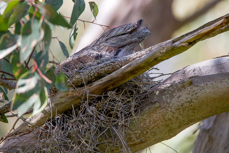 Tawny Frogmouth – Podargus strigoides on nest | UNDERWATER & NATURE ...